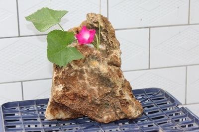 【供应天然奇石花盆,可种植多肉,兰花以及各种盆景】价格,厂家,图片,石膏、石料工艺品,沙河市华峰石业-