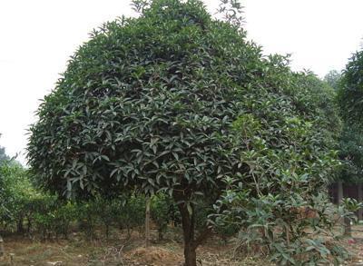 供应昆山桂花太仓桂花张家港桂花 优选苏州华峰苗木园